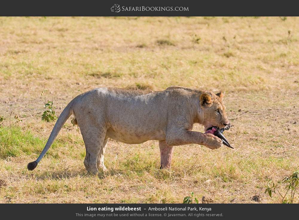 Lion eating a wildebeest in Amboseli National Park, Kenya