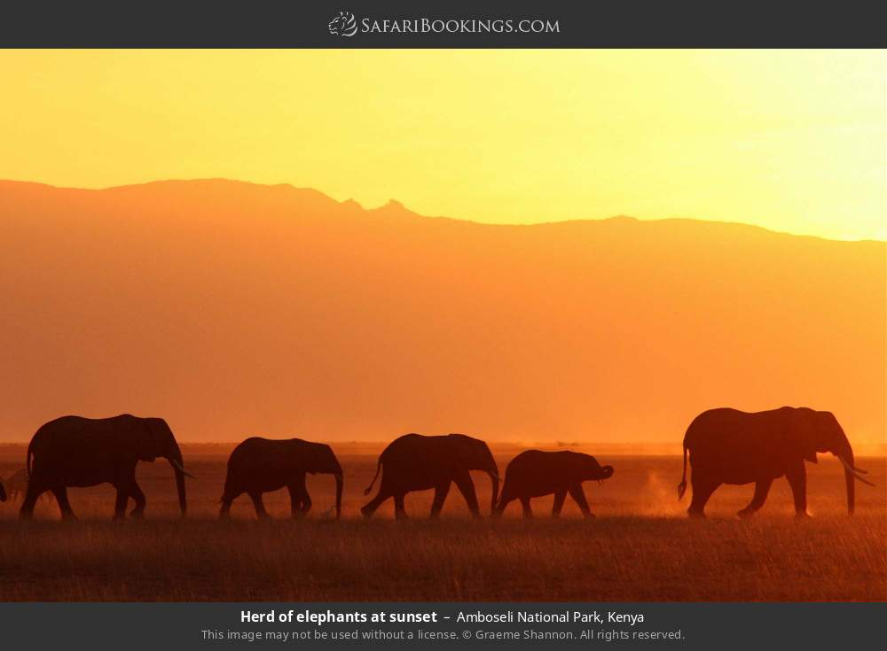 Herd of elephants at sunset in Amboseli National Park, Kenya