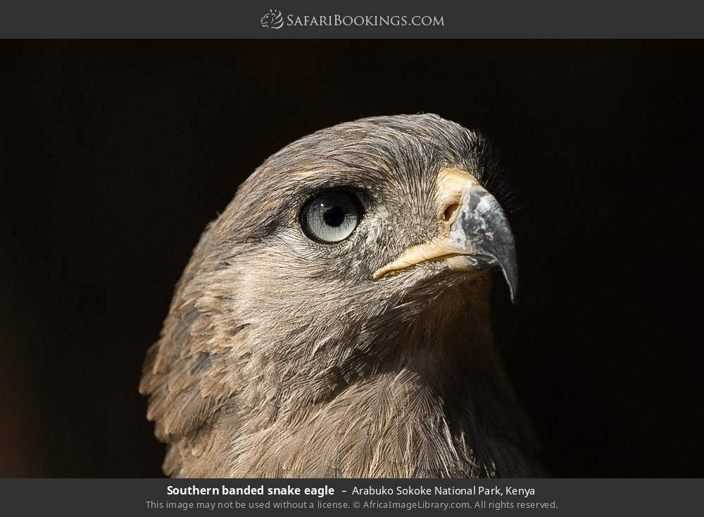 Southern banded snake eagle in Arabuko Sokoke Forest Reserve, Kenya