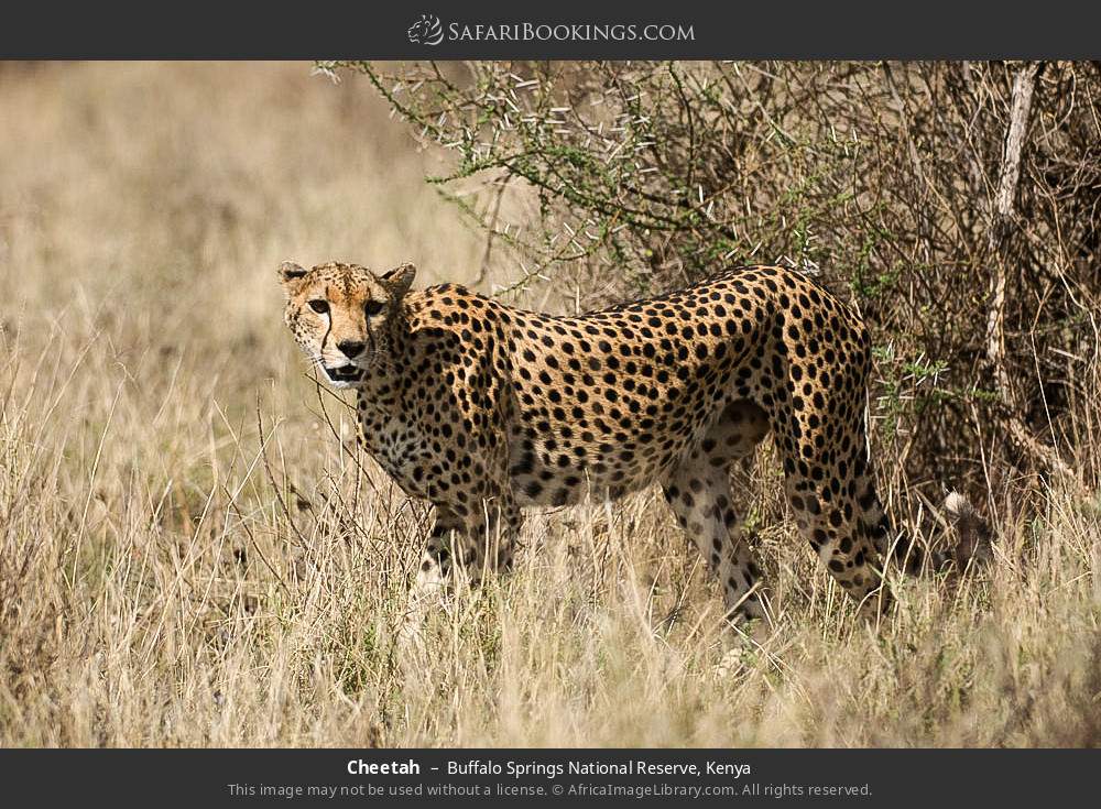 Cheetah in Buffalo Springs National Reserve, Kenya