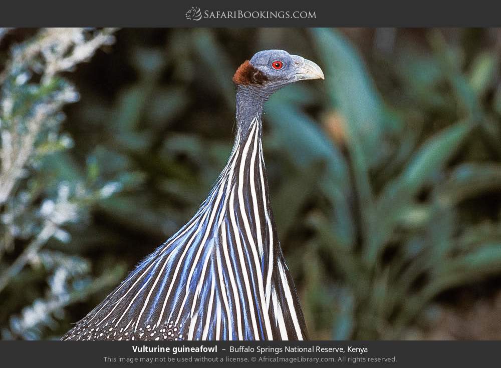 Vulturine guineafowl in Buffalo Springs National Reserve, Kenya