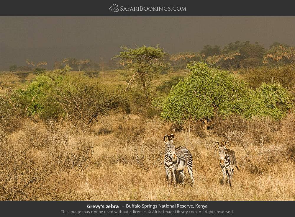 Grevy's zebras in Buffalo Springs National Reserve, Kenya