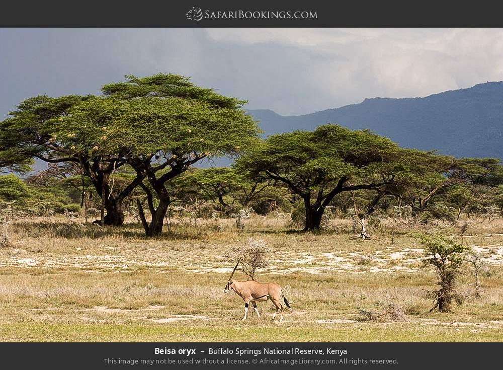 Beisa oryx in Buffalo Springs National Reserve, Kenya