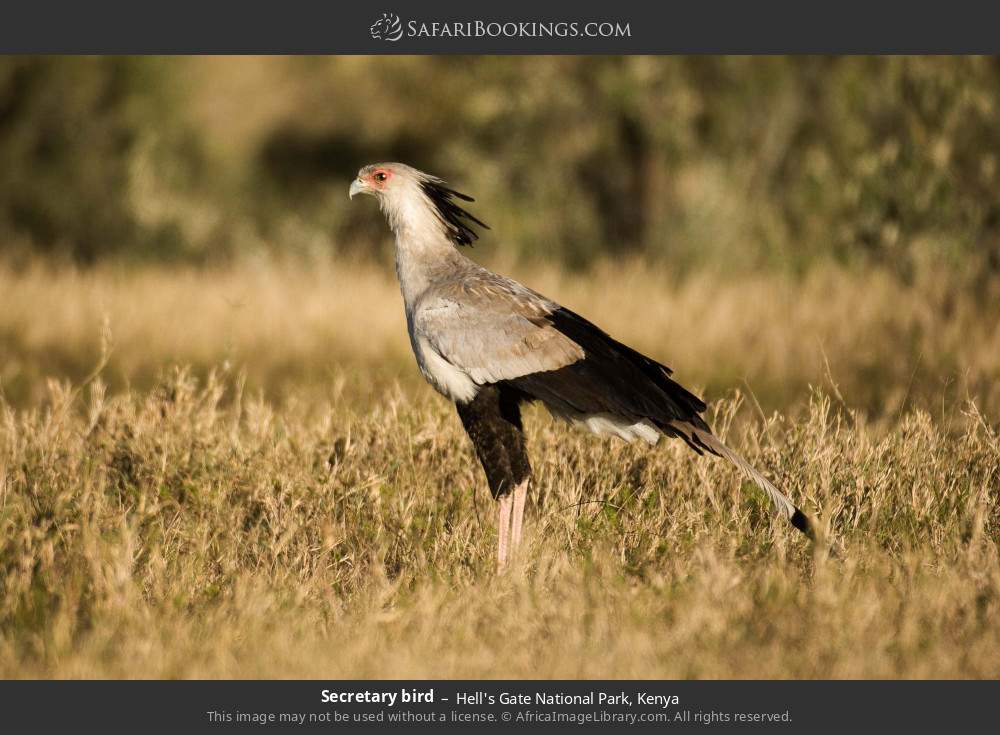 Secretary bird in Hell's Gate National Park, Kenya