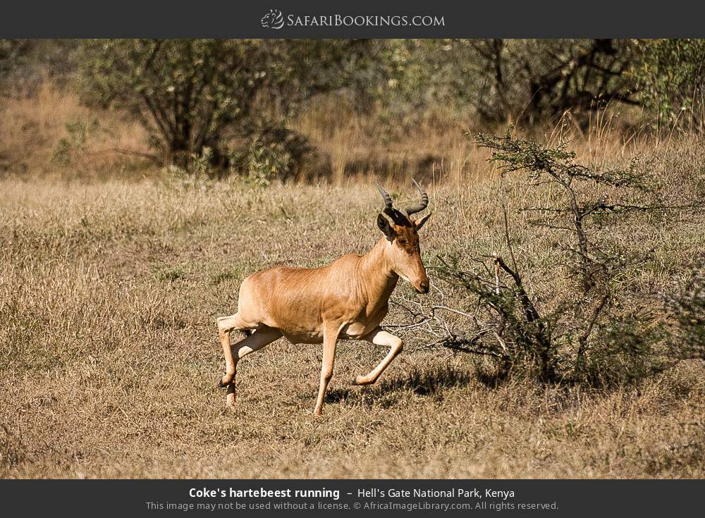 Coke's hartebeest running in Hell's Gate National Park, Kenya
