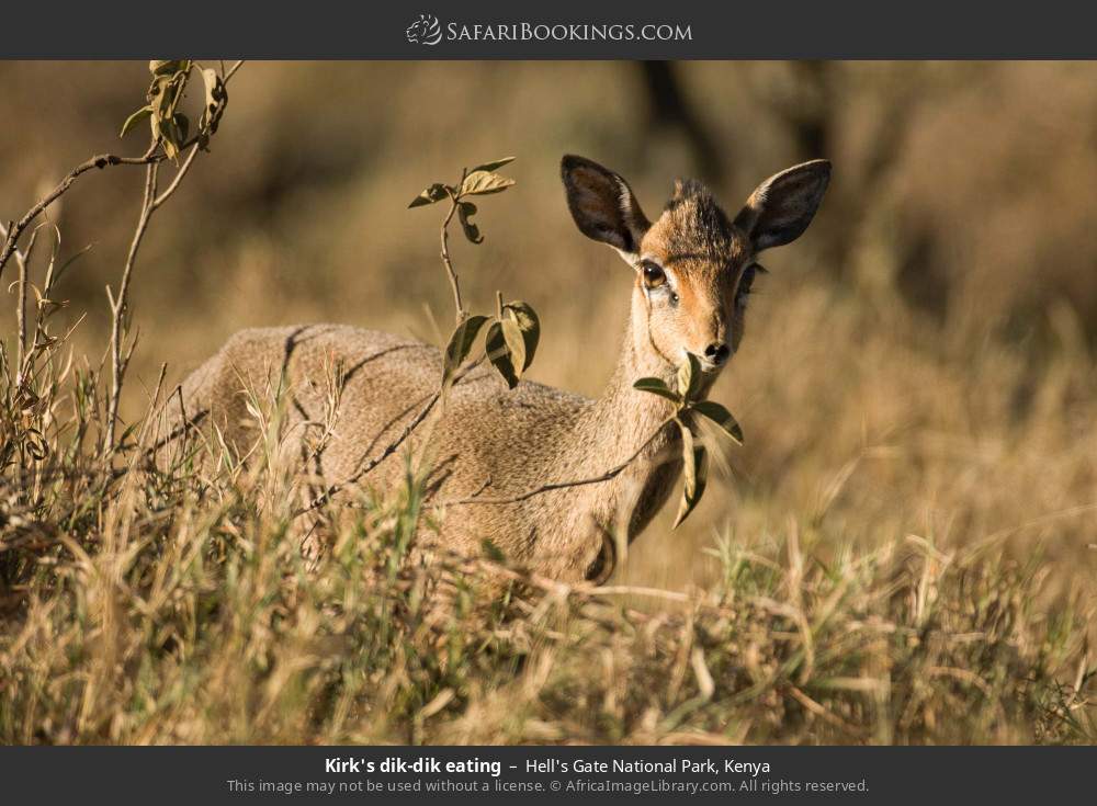 Kirk's dik-dik eating in Hell's Gate National Park, Kenya