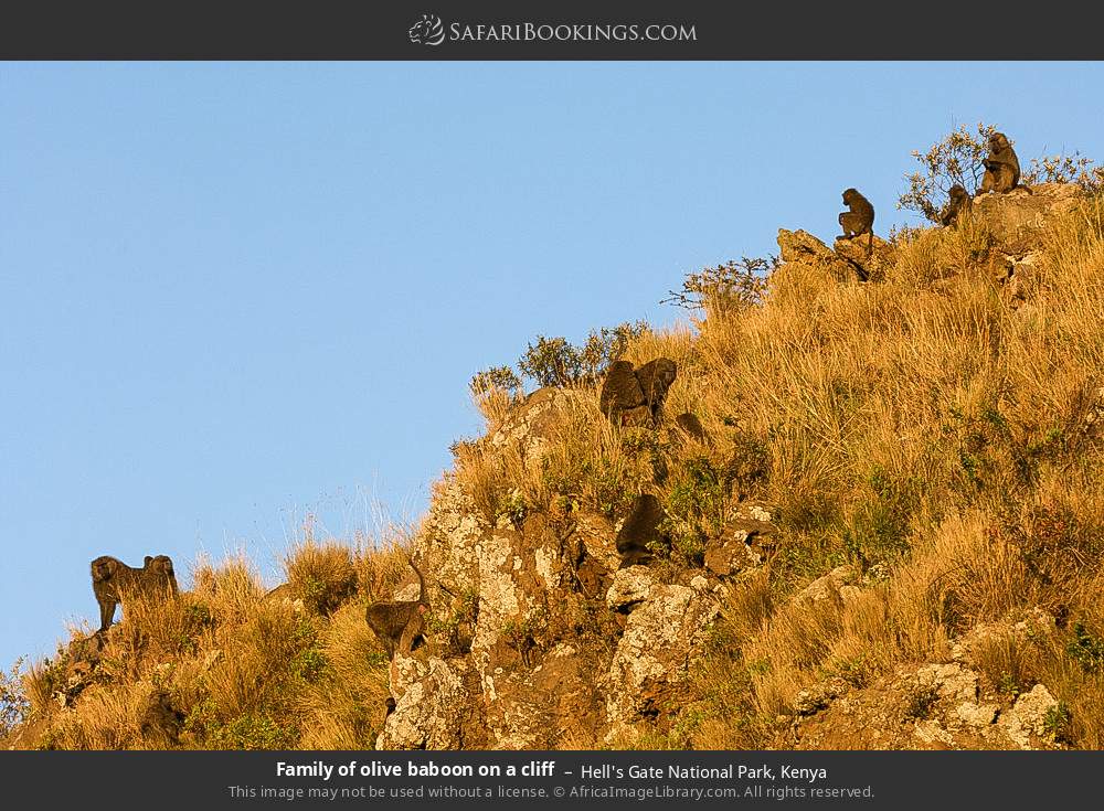 Olive baboons on a cliff in Hell's Gate National Park, Kenya