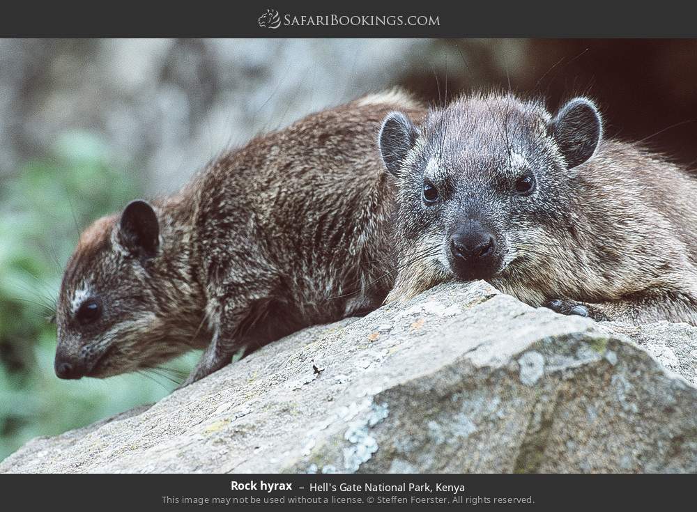 Rock hyraxes in Hell's Gate National Park, Kenya