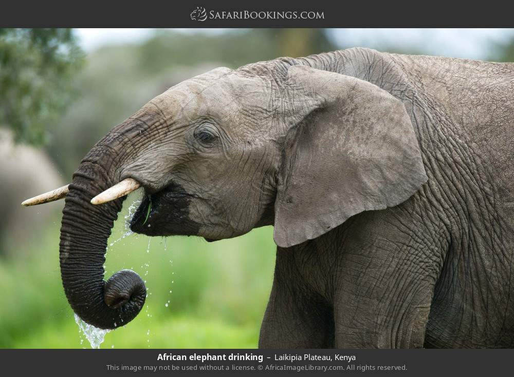 African elephant drinking in Laikipia Plateau, Kenya
