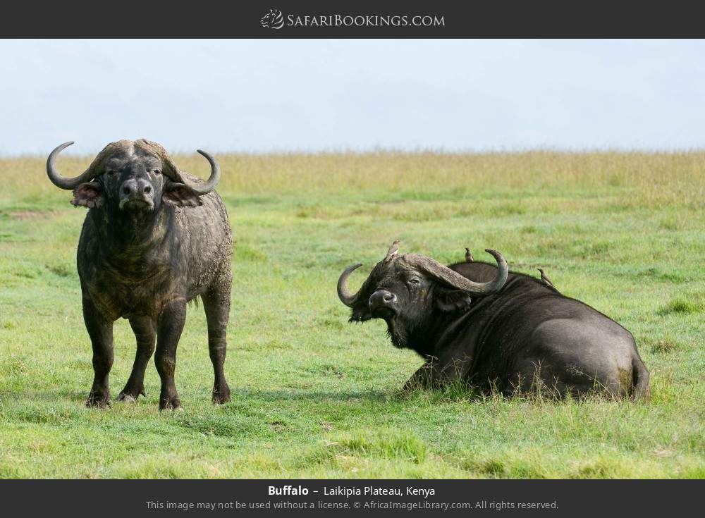 Buffalo in Laikipia Plateau, Kenya