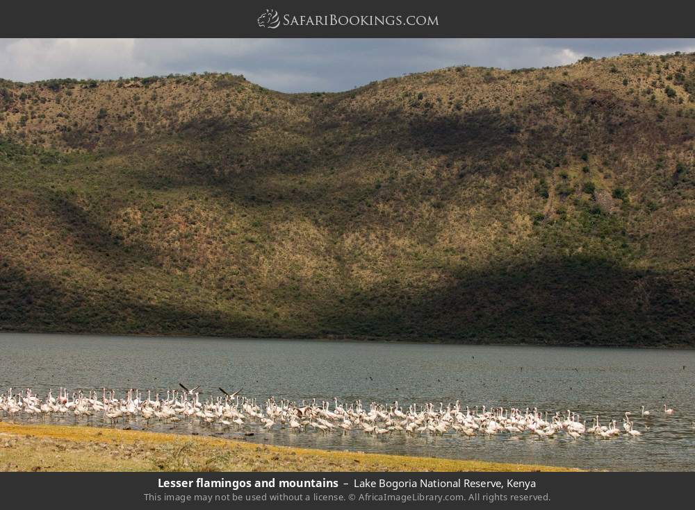 Lesser flamingos and mountains in Lake Bogoria National Reserve, Kenya