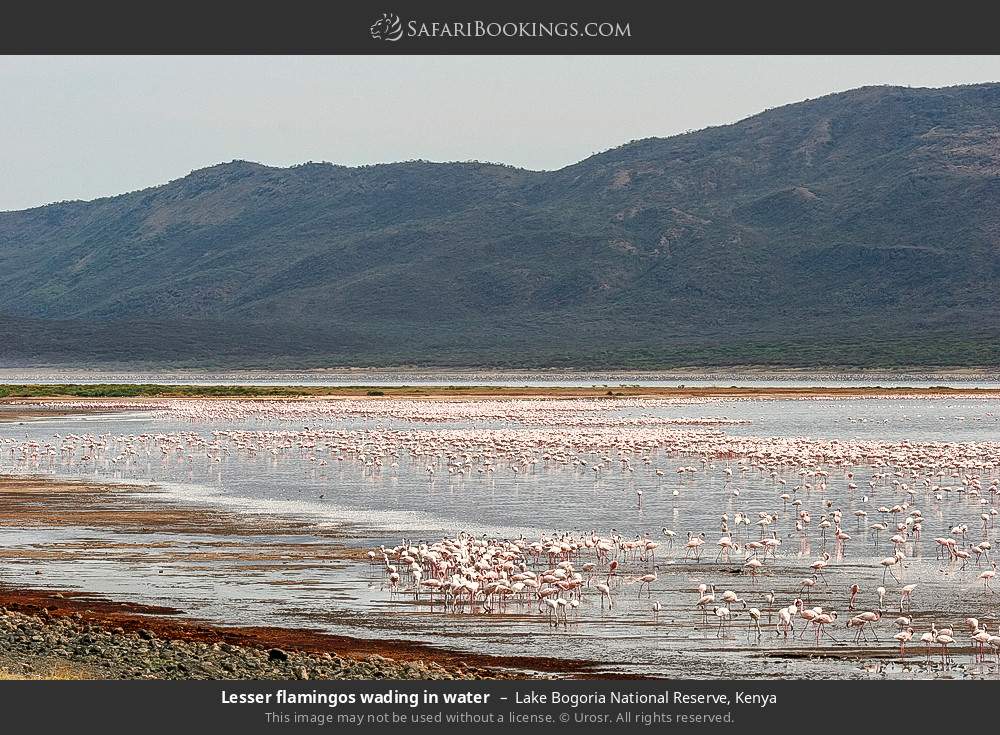 Lesser flamingos wading in water in Lake Bogoria National Reserve, Kenya