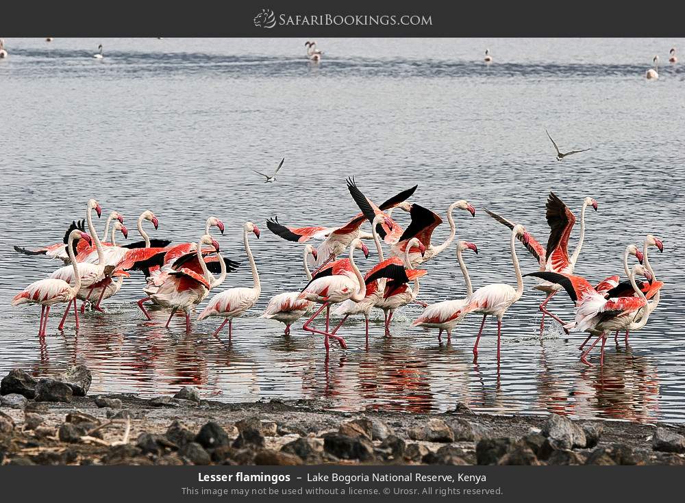 Greater flamingos in Lake Bogoria National Reserve, Kenya