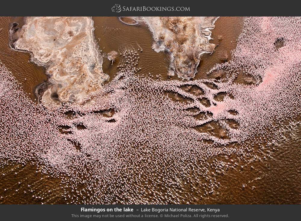 Flamingos on Lake Bogoria in Lake Bogoria National Reserve, Kenya