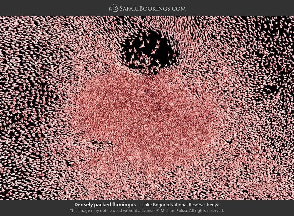 Densely packed flamingos in Lake Bogoria National Reserve, Kenya