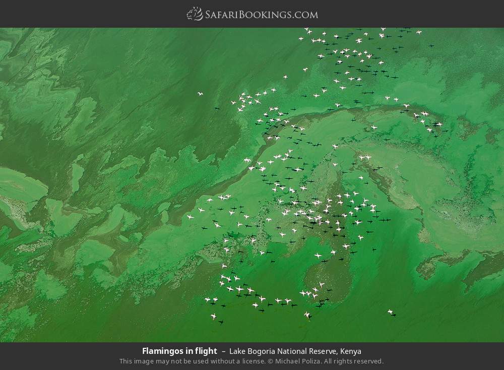 Flamingos in flight in Lake Bogoria National Reserve, Kenya