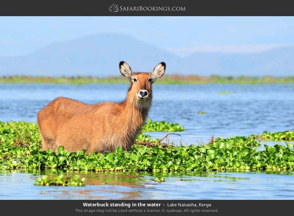 Waterbuck standing in the water in Lake Naivasha, Kenya