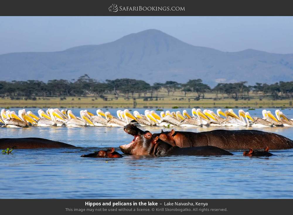 Hippos and pelicans in Lake Naivasha in Lake Naivasha, Kenya