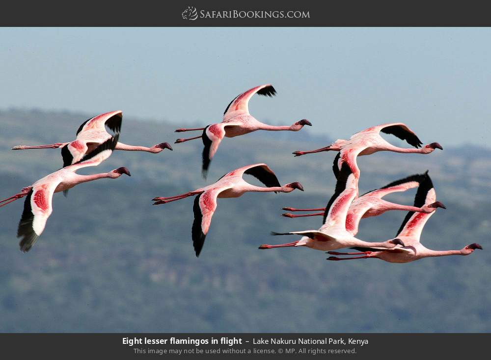 Eight lesser flamingos in flight in Lake Nakuru National Park, Kenya
