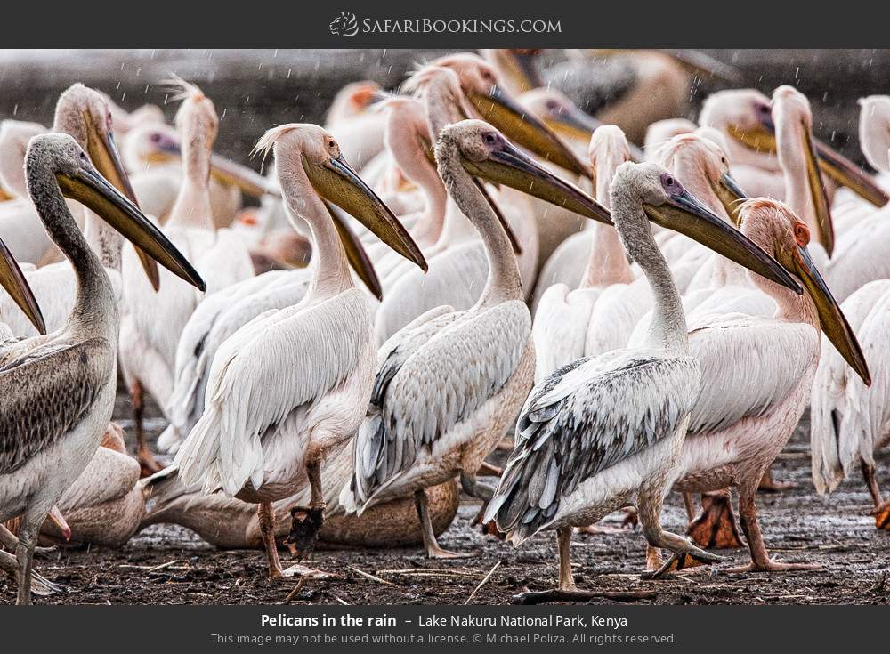 Pelicans in the rain in Lake Nakuru National Park, Kenya