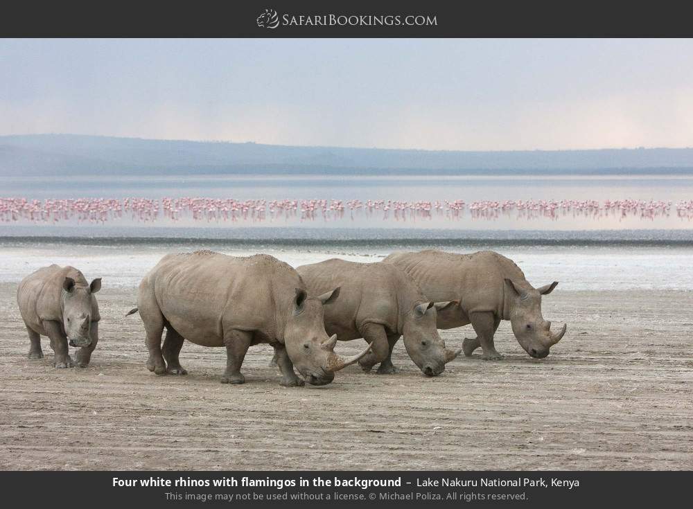 Four white rhinos with flamingos in the background in Lake Nakuru National Park, Kenya
