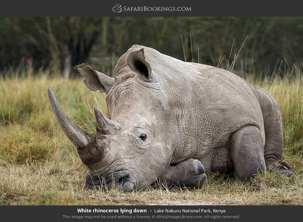 White rhinoceros lying down in Lake Nakuru National Park, Kenya