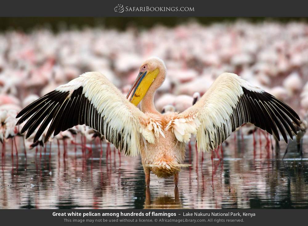 Great white pelican among hundreds of flamingos in Lake Nakuru National Park, Kenya