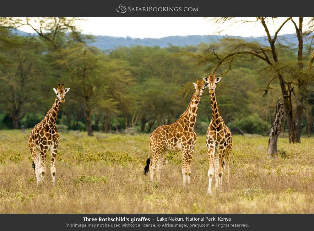 Three Rothschild's giraffes in Lake Nakuru National Park, Kenya