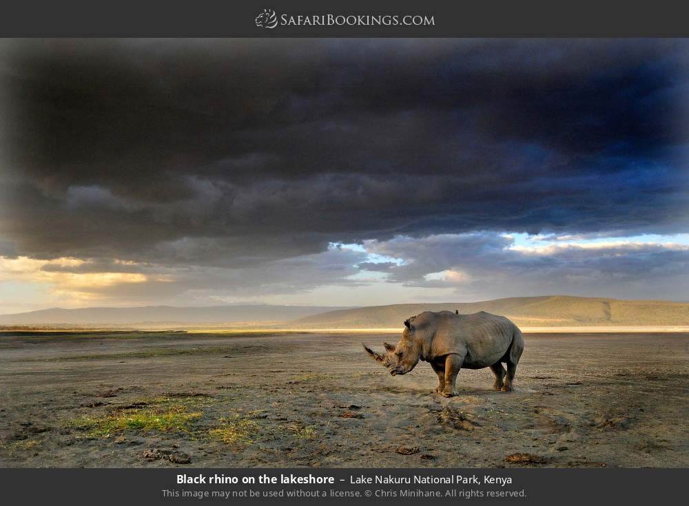 Black rhino beneath storm clouds in Lake Nakuru National Park, Kenya