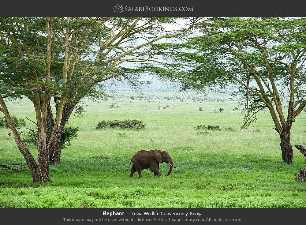 Elephant in Lewa Wildlife Conservancy, Kenya