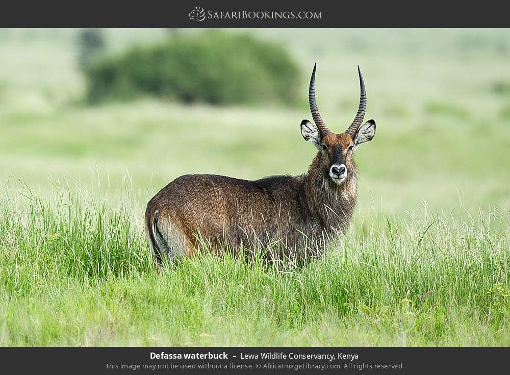 Defassa waterbuck in Lewa Wildlife Conservancy, Kenya