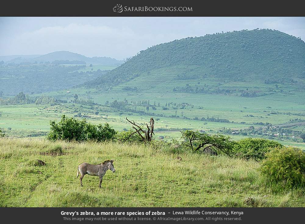 Grevy's zebra in Lewa Wildlife Conservancy, Kenya