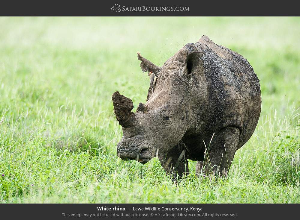 White rhino in Lewa Wildlife Conservancy, Kenya