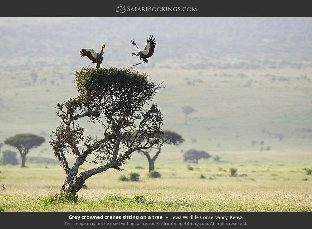 Grey crowned cranes settling on a tree in Lewa Wildlife Conservancy, Kenya