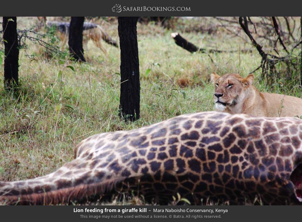 Lion feeding from a giraffe kill in Mara Naboisho Conservancy, Kenya