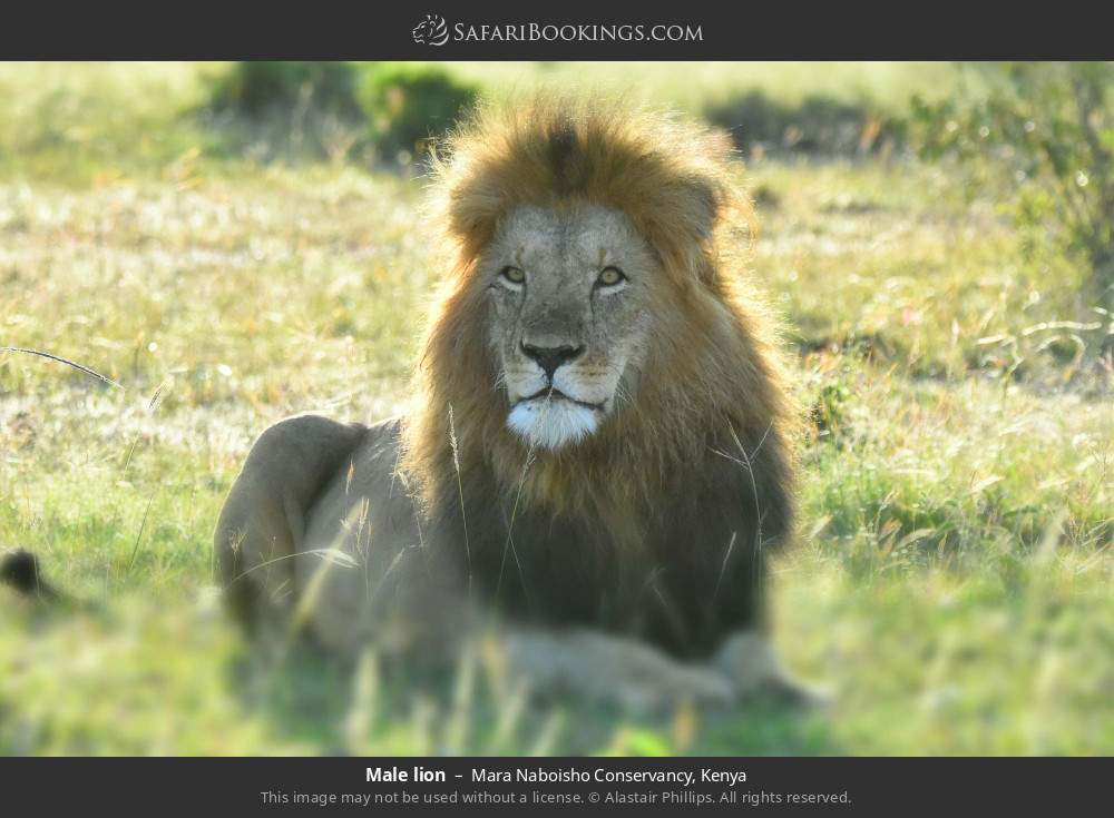 Male lion in Mara Naboisho Conservancy, Kenya