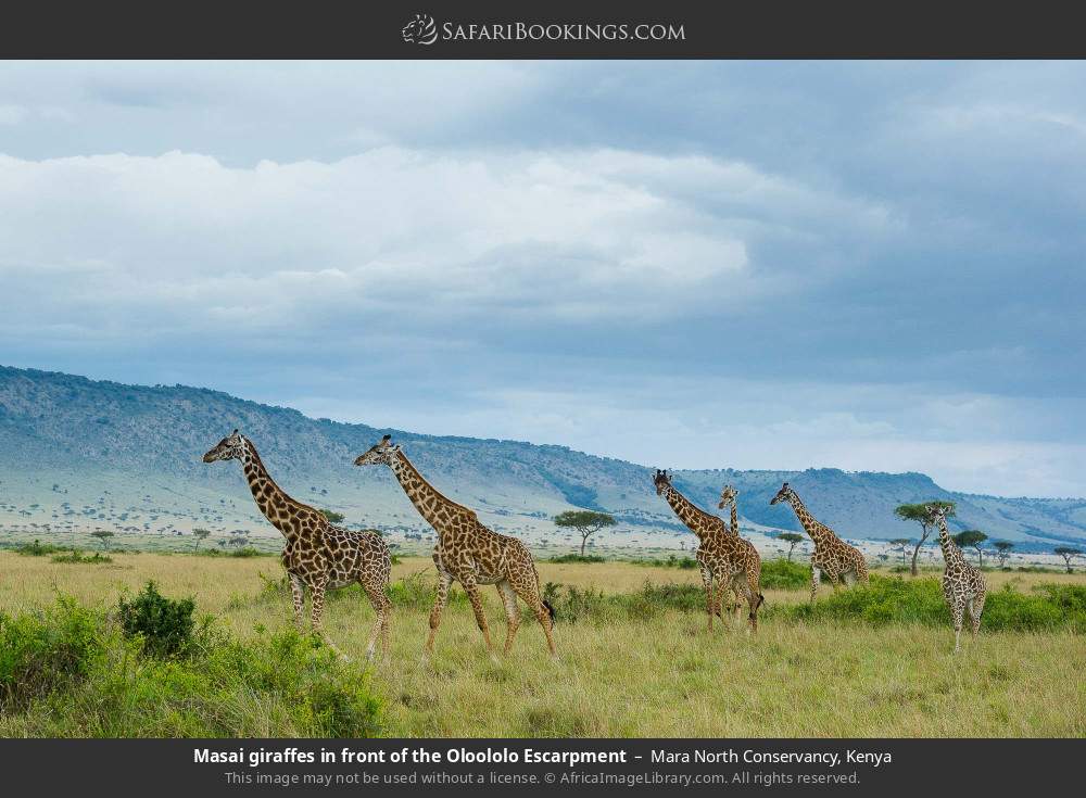 Masai giraffes in front of the Oloololo Escarpment in Mara North Conservancy, Kenya