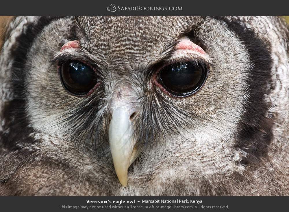 Verreaux's eagle owl in Marsabit National Park, Kenya
