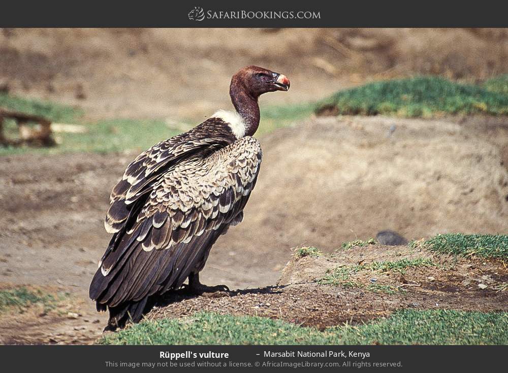 Rüppell's vulture in Marsabit National Park, Kenya
