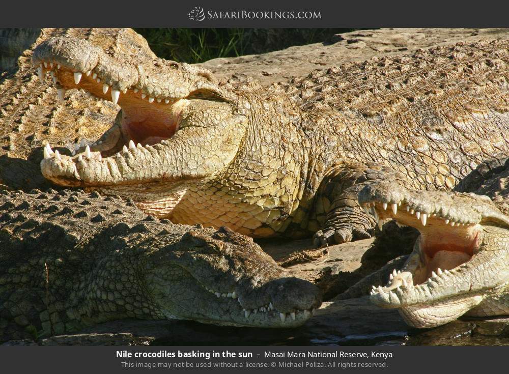 Nile crocodiles basking in the sun in Masai Mara National Reserve, Kenya