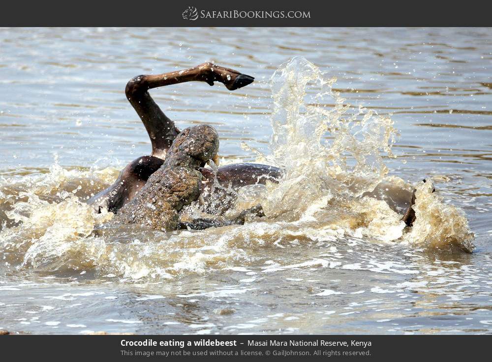 Crocodile killing a wildebeest in Masai Mara National Reserve, Kenya