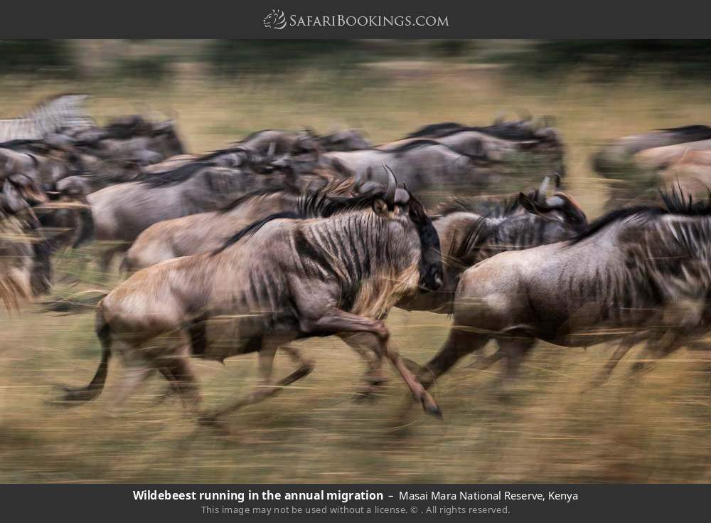 Wildebeest running in the great migration in Masai Mara National Reserve, Kenya