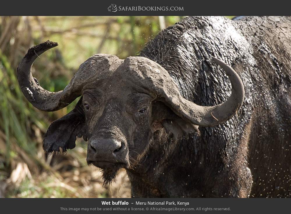 Buffalo bull in Meru National Park, Kenya
