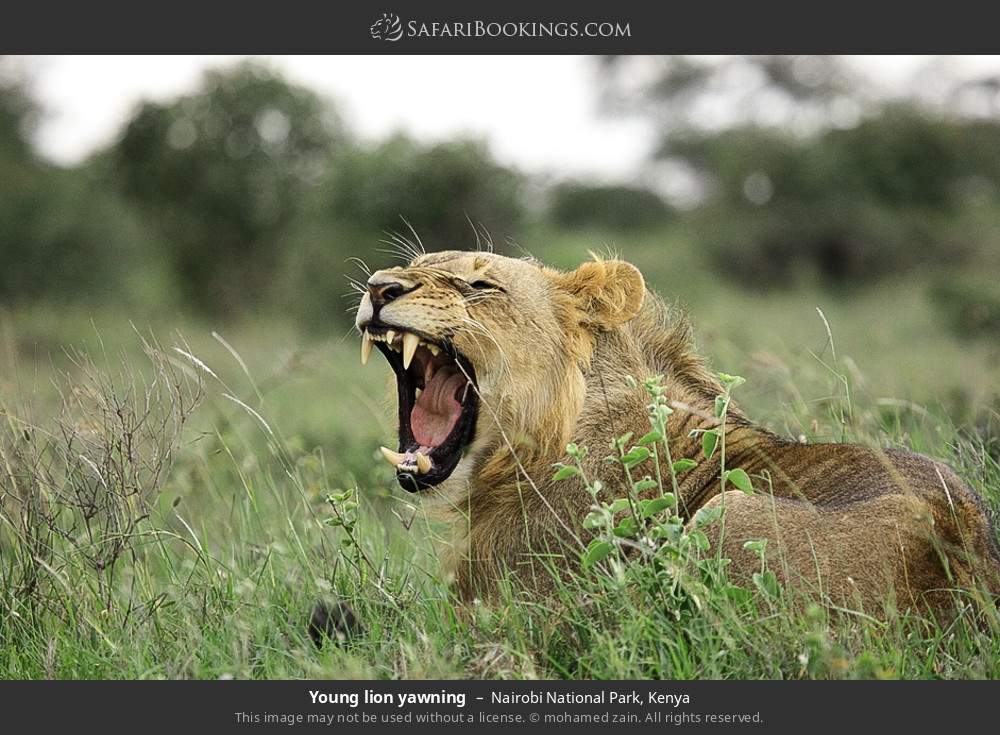 Young lion yawning in Nairobi National Park, Kenya