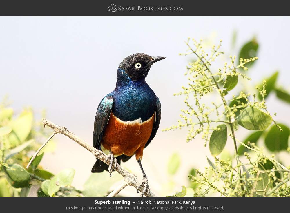 Superb starling in Nairobi National Park, Kenya