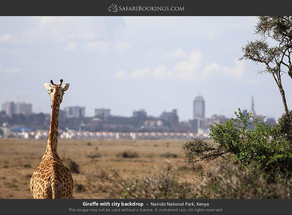 Giraffe with city backdrop in Nairobi National Park, Kenya