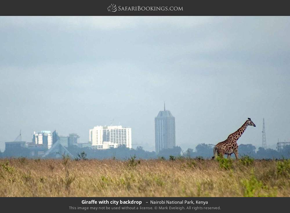 Giraffe with city backdrop in Nairobi National Park, Kenya