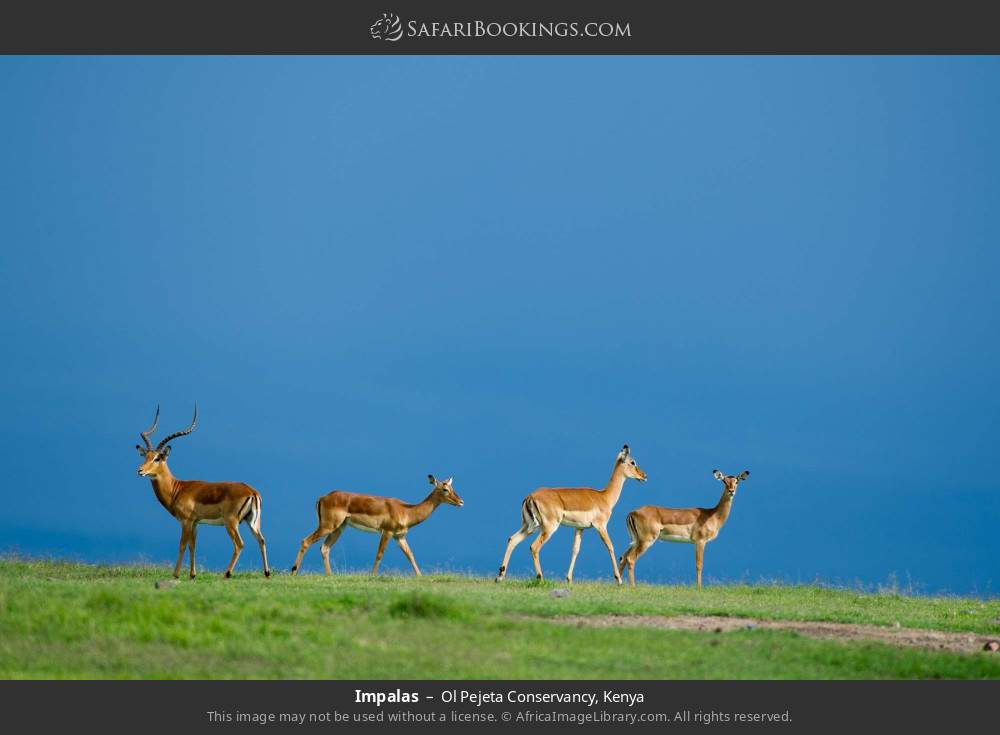 Impalas in Ol Pejeta Conservancy, Kenya