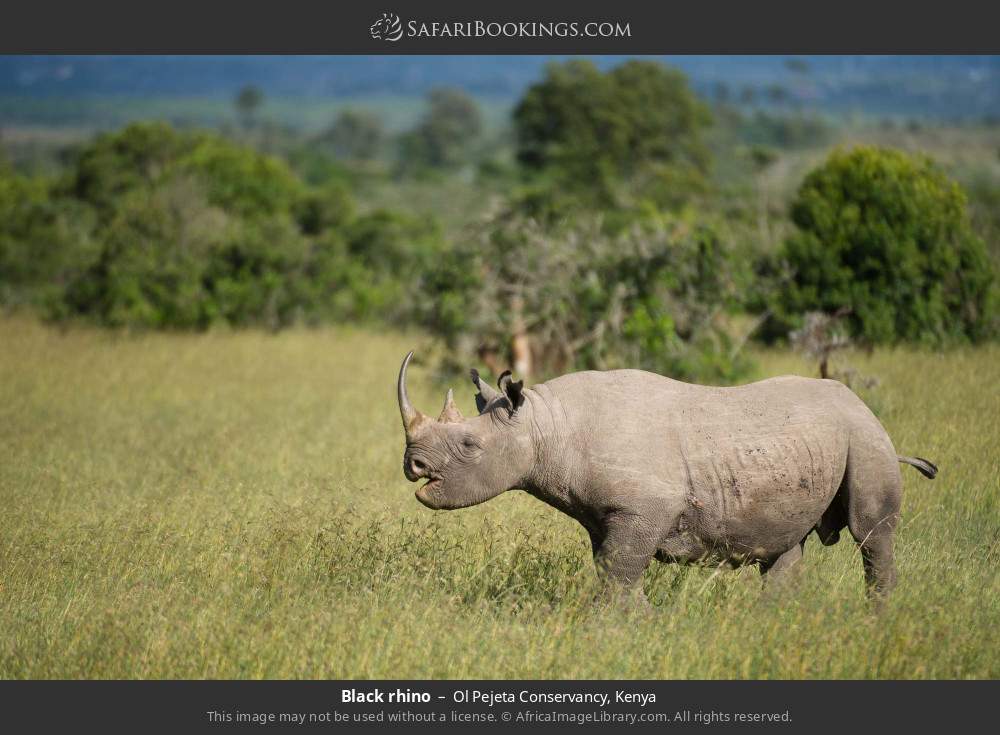 Black rhino in Ol Pejeta Conservancy, Kenya