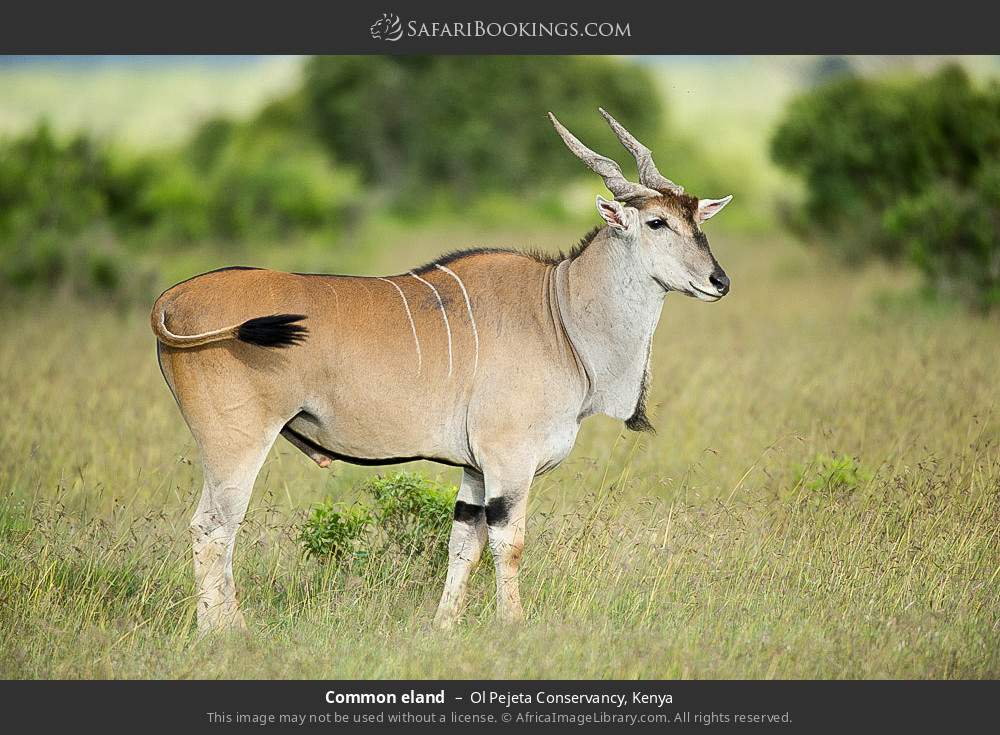 Common eland in Ol Pejeta Conservancy, Kenya